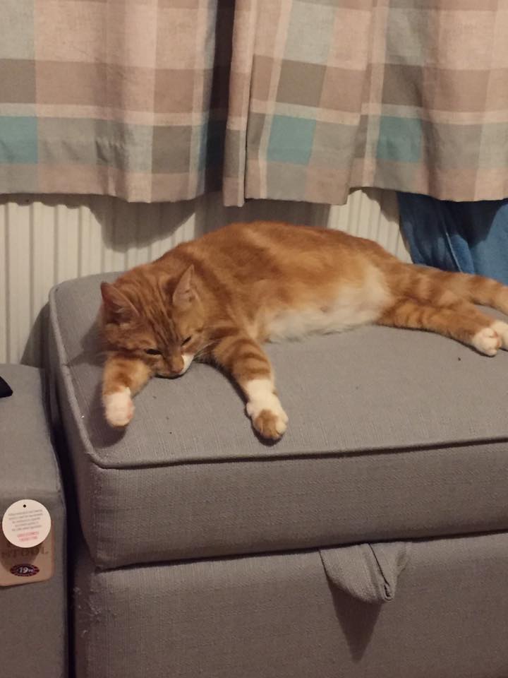 Orange tabby cat sleeping on gray ottoman