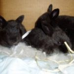 Babby bunnies 002