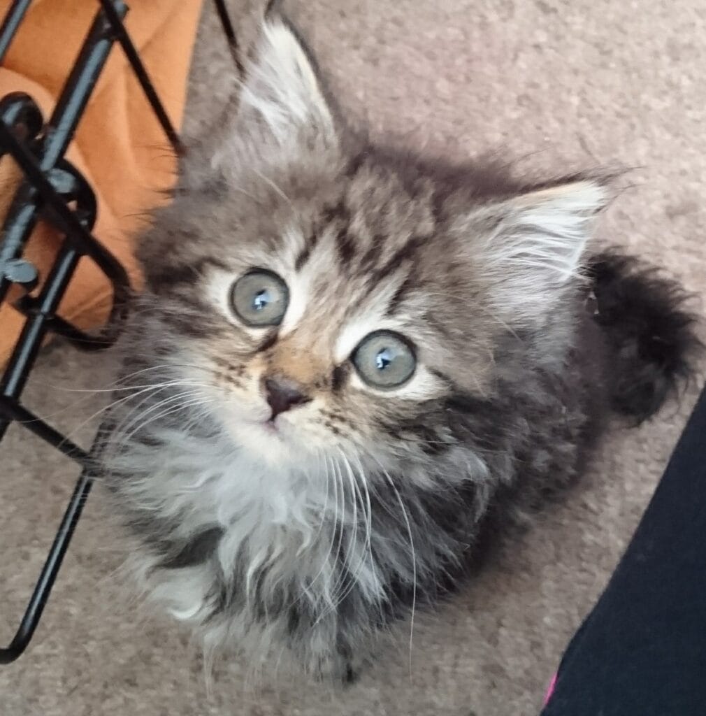 Fluffy gray tabby kitten with big green eyes