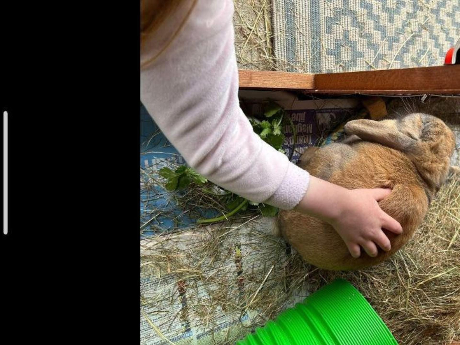 Child petting brown rabbit in hay-filled hutch