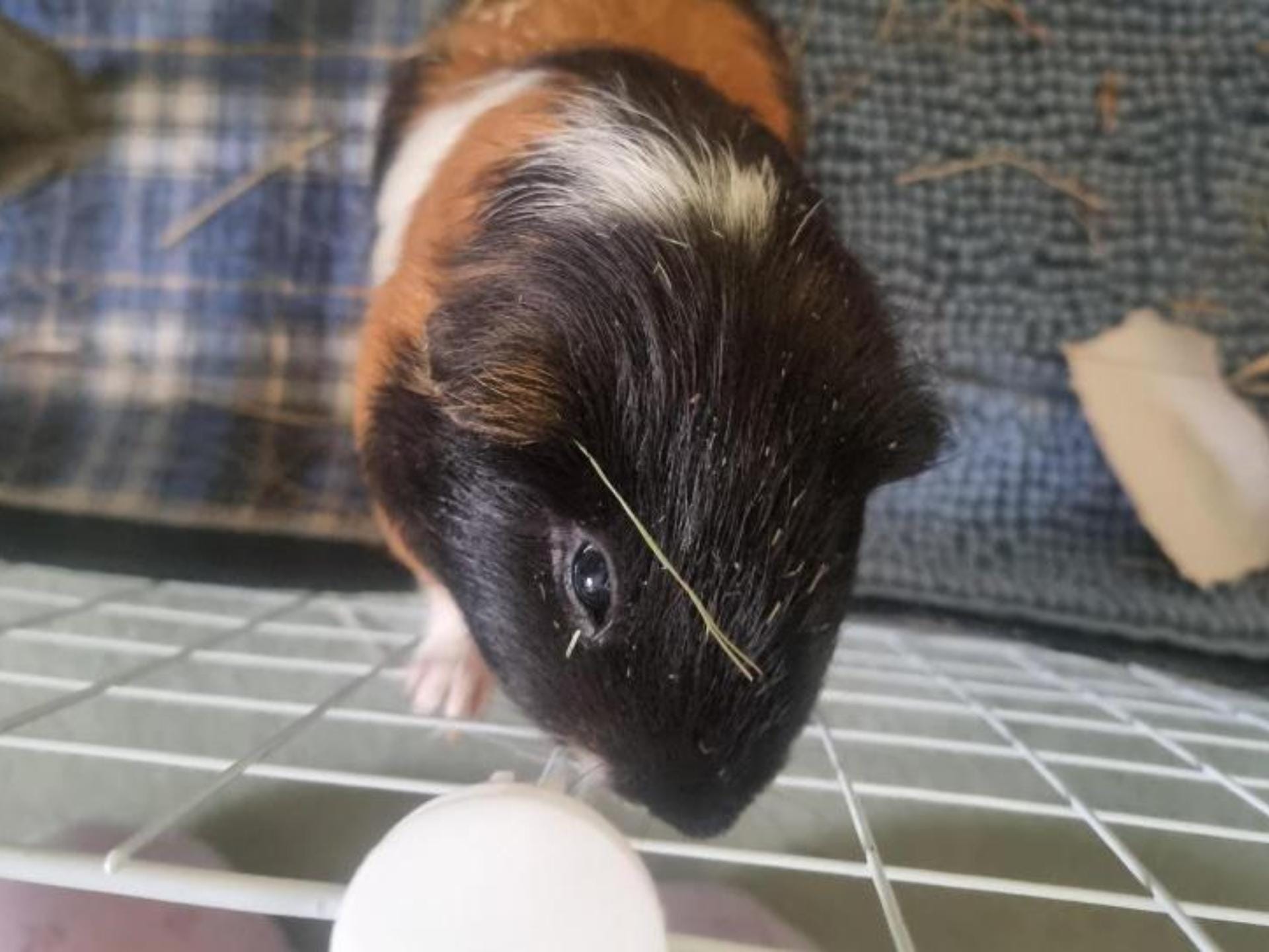 Guinea pig sniffing egg inside cage