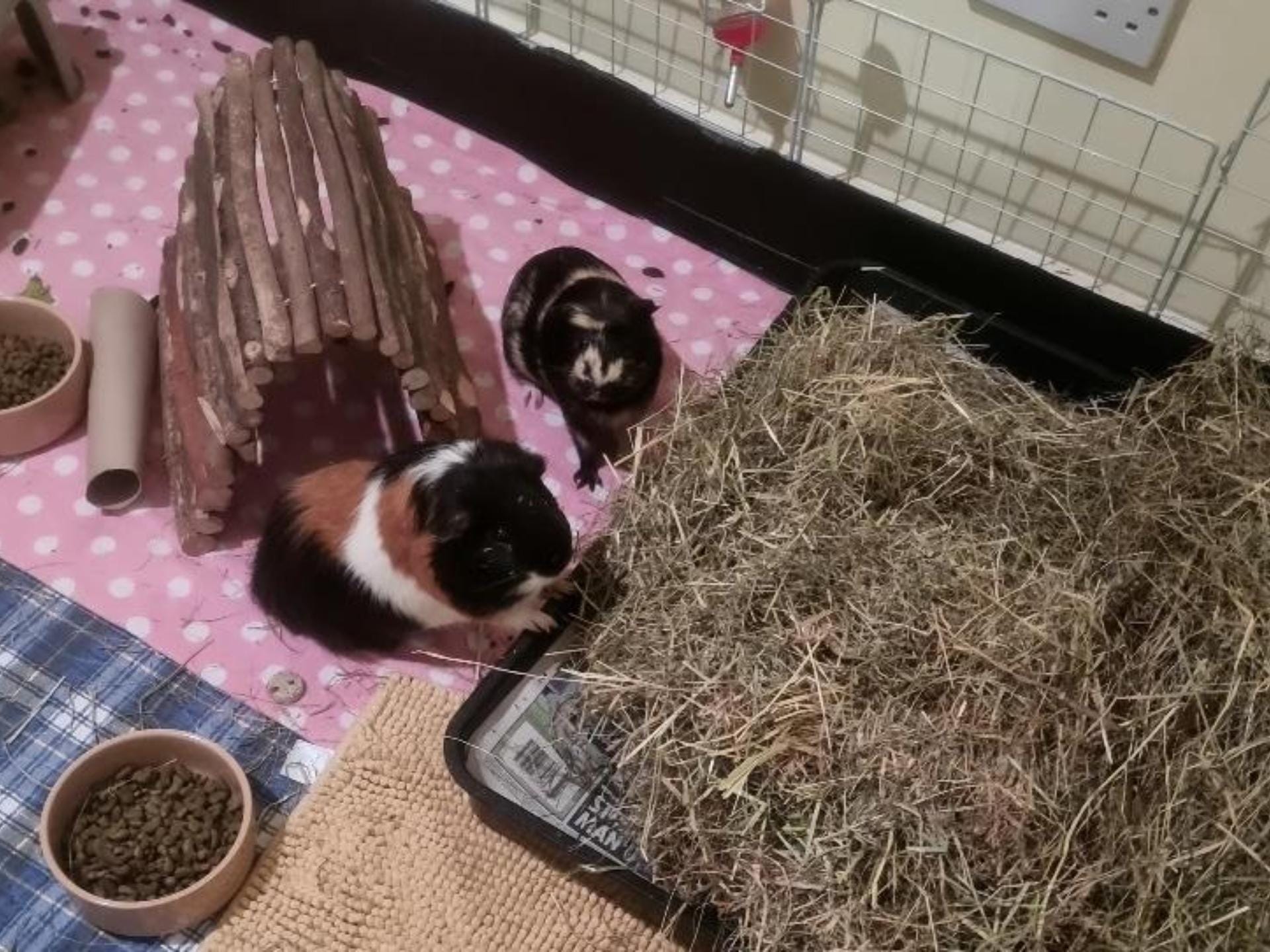 Two guinea pigs in cage with hay and food.