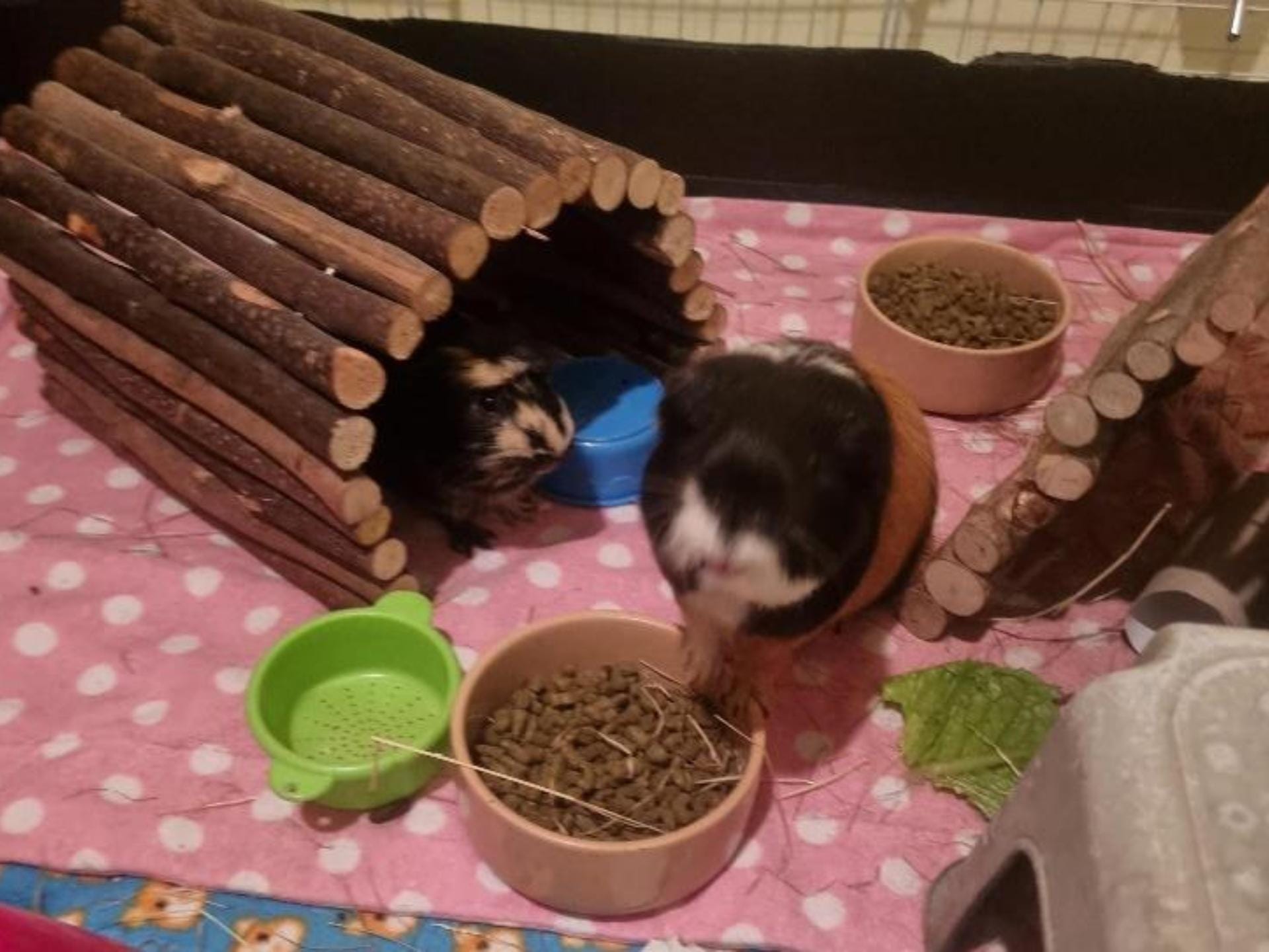 Two guinea pigs in cage with wooden tunnels