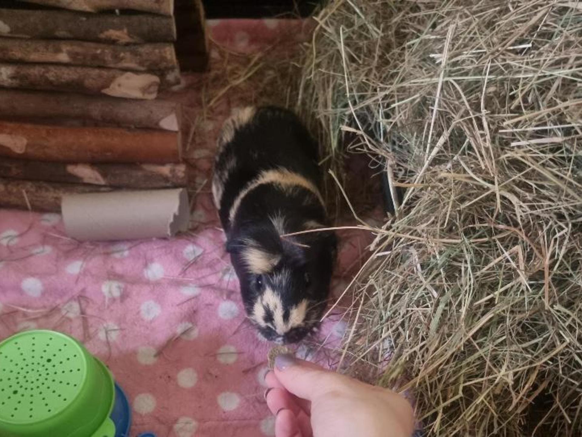 Hand feeding guinea pig inside hay-filled enclosure