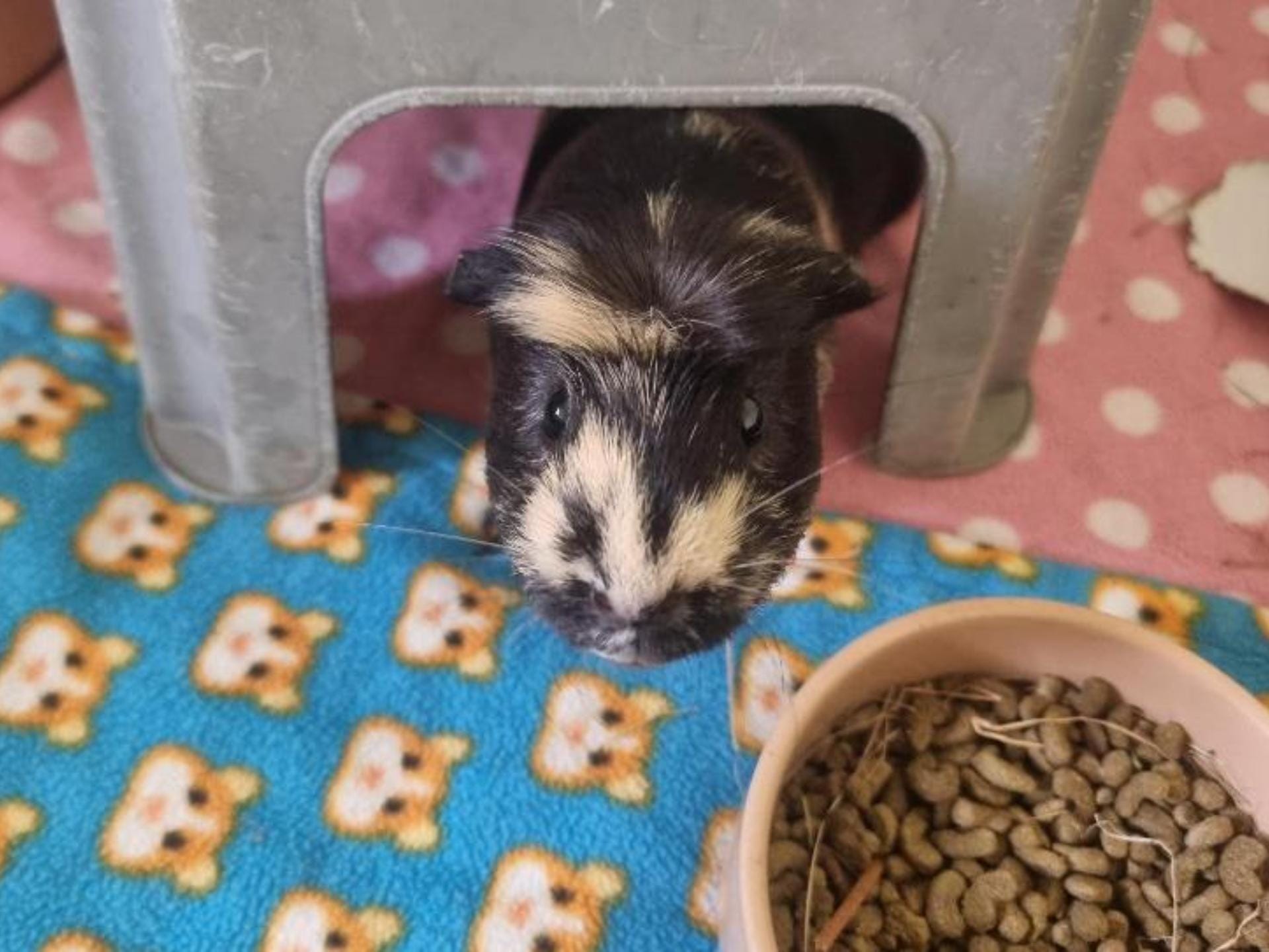 Guinea pig peeking from house beside food bowl