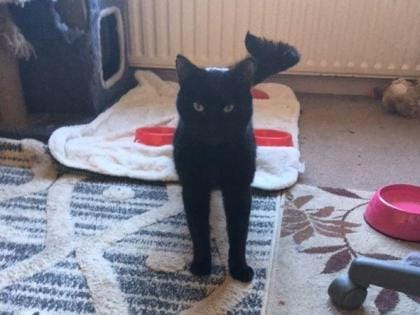 465249 Black cat standing on carpet near food bowls