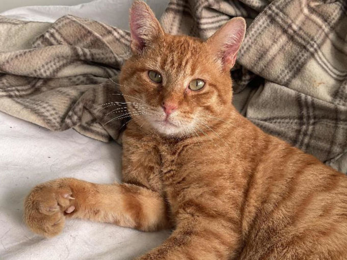 Ginger-cat-680 Orange tabby cat lying on bed with blanket
