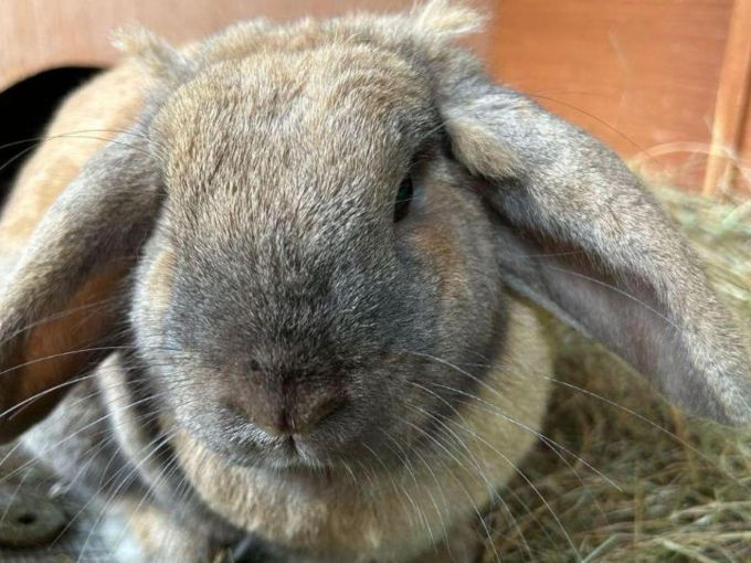 donate Close-up of a lop-eared rabbit on hay