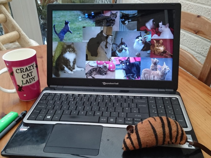volunteer Laptop displaying cat photos beside Crazy Cat Lady mug