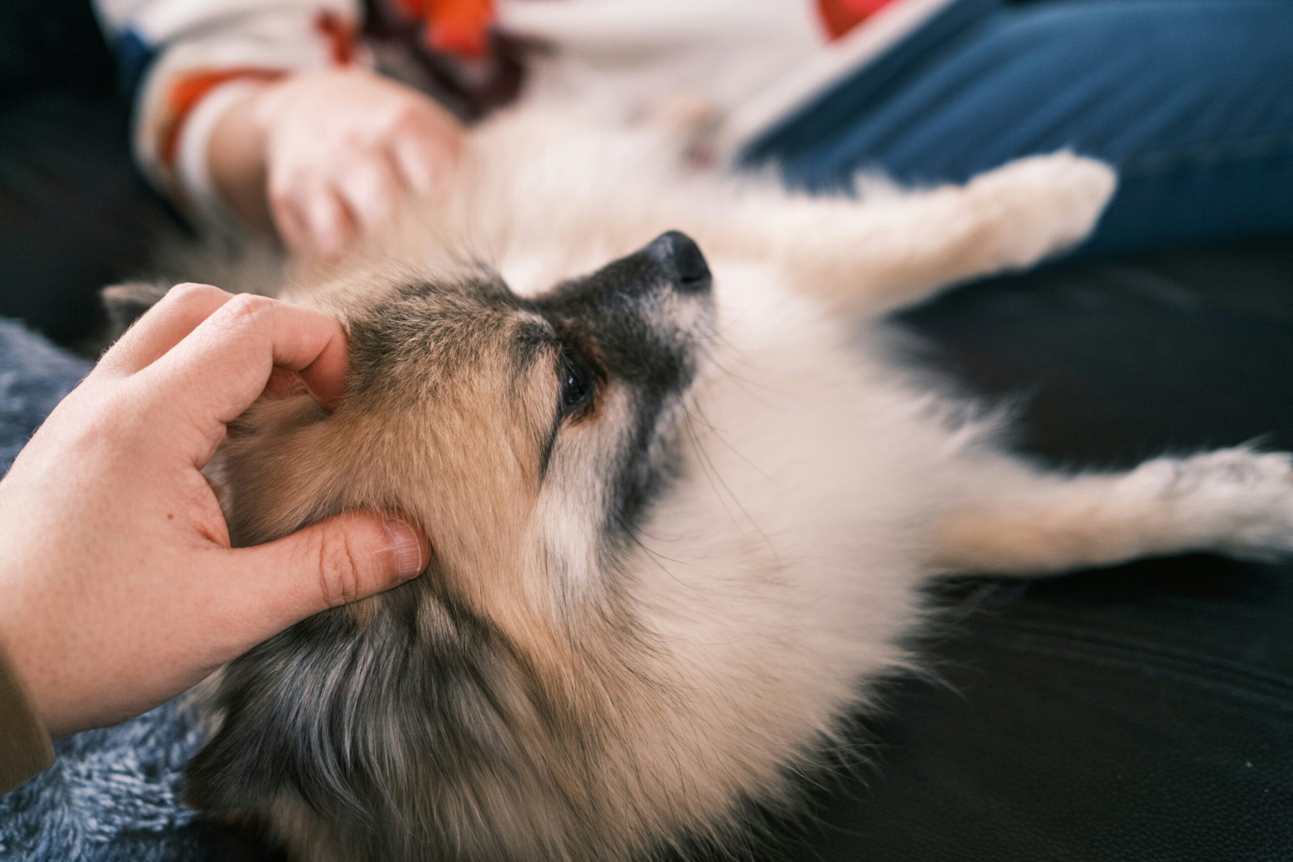 how-to-help-foster Person petting fluffy dog lying on back
