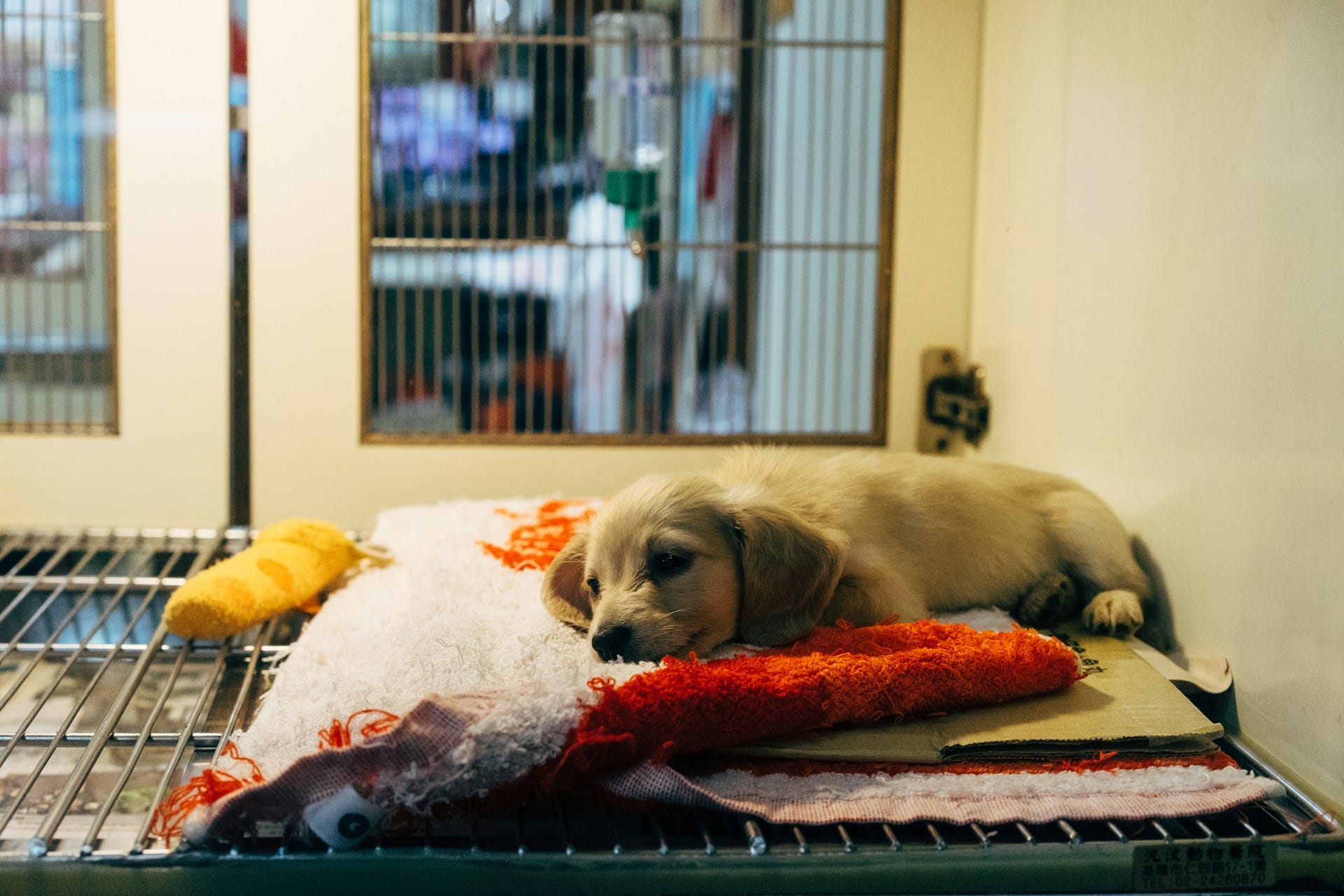volunteer Puppy resting on blanket inside kennel cage