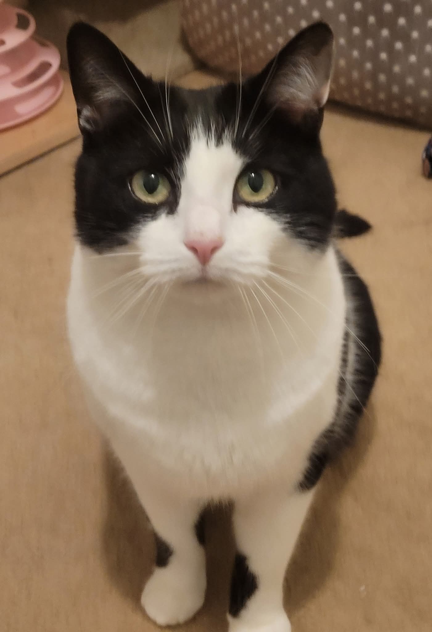 Black and white tuxedo cat with green eyes