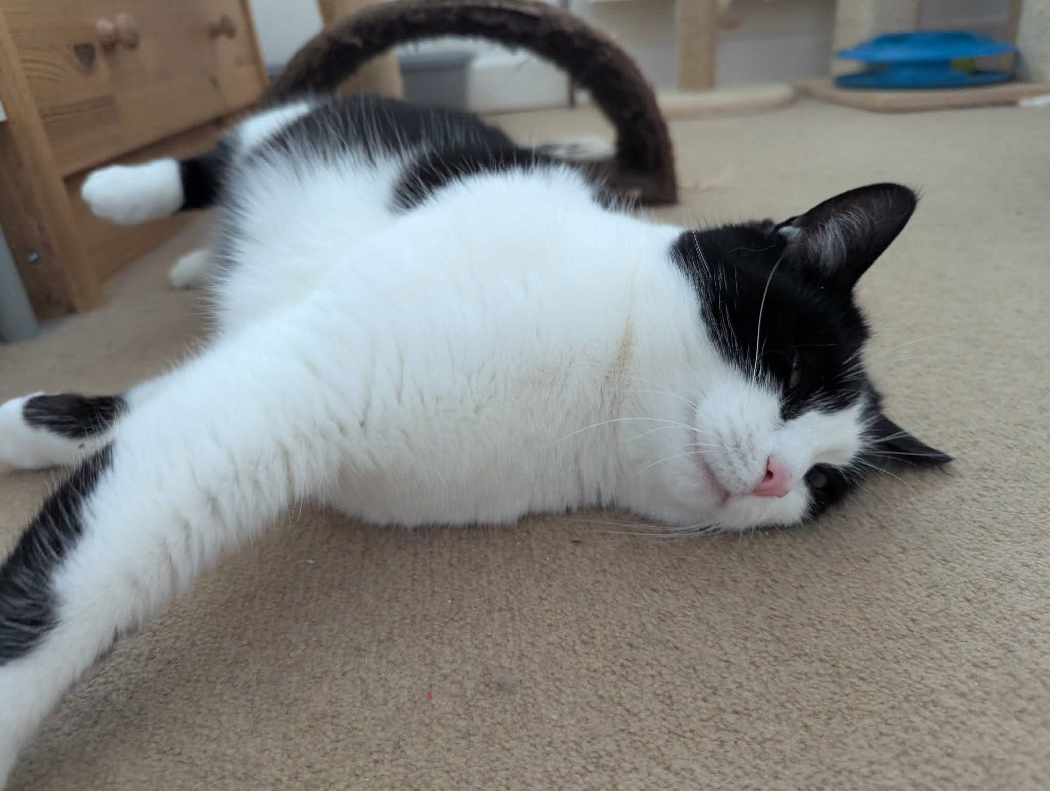 Black and white cat lying on carpet