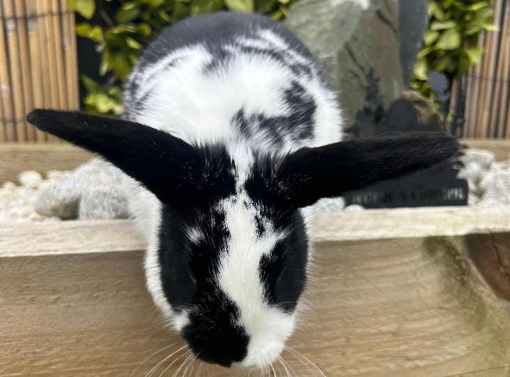 Close-up of black and white rabbit