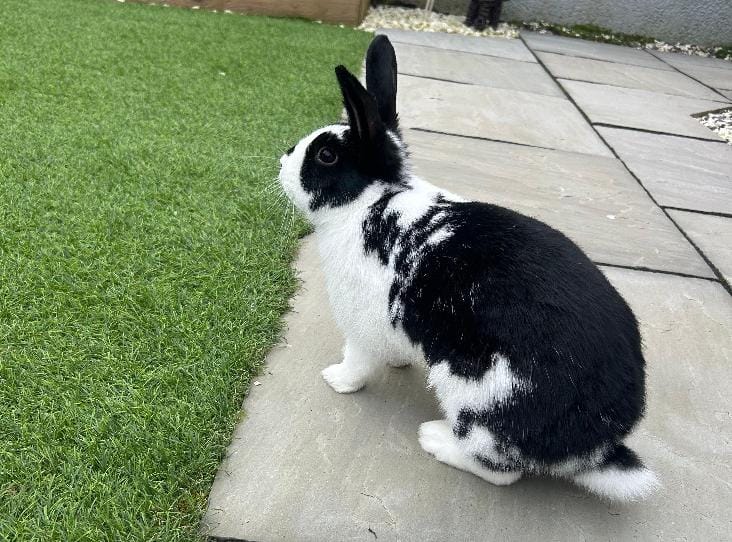 Black and white rabbit on patio