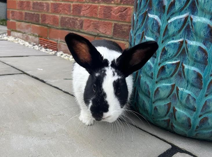 Black and white rabbit beside large turquoise planter