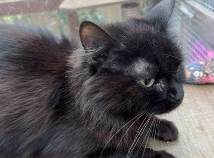 Fluffy black cat with green eyes resting indoors